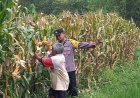 Bhabinkamtibmas Polsek Dagangan Dampingi Petani Jagung, Wujud Nyata Dukung Ketahanan Pangan Nasional